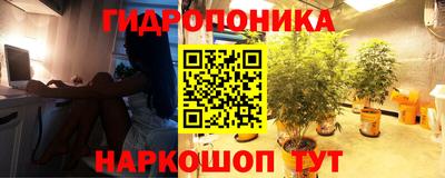 шишки Свободный